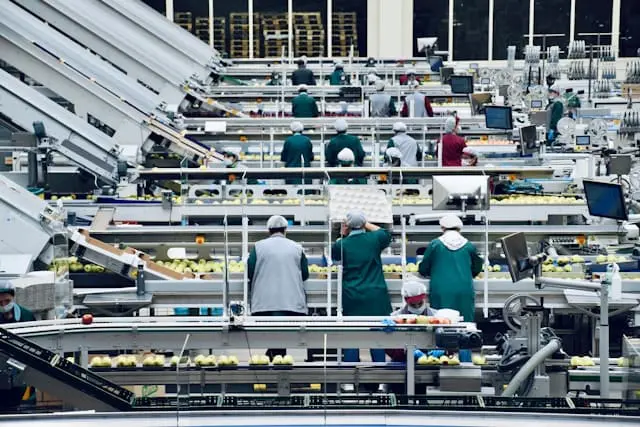 Workers in green uniforms sort and inspect produce on a busy automated production line in a large food manufacturing facility.